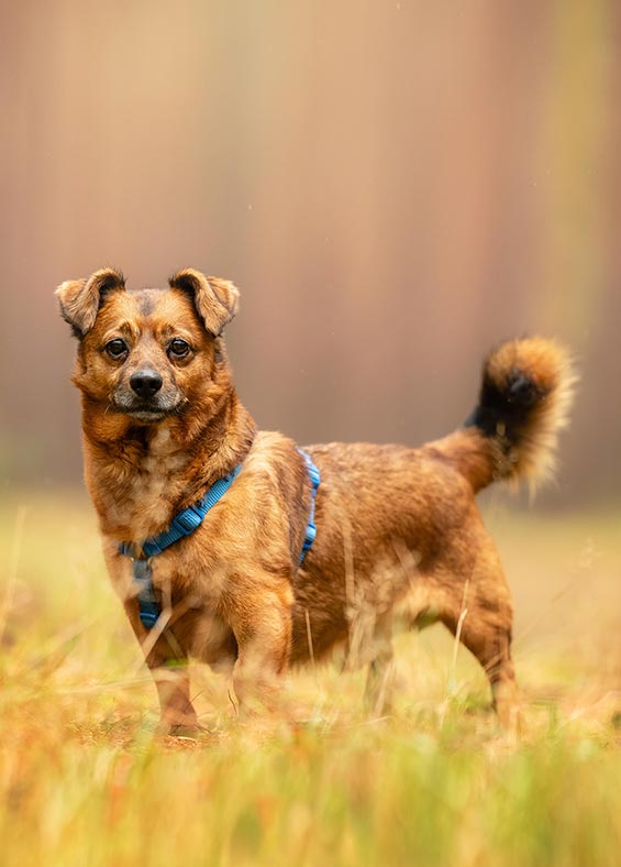 Schronisko dla zwierząt w Zielonej Górze