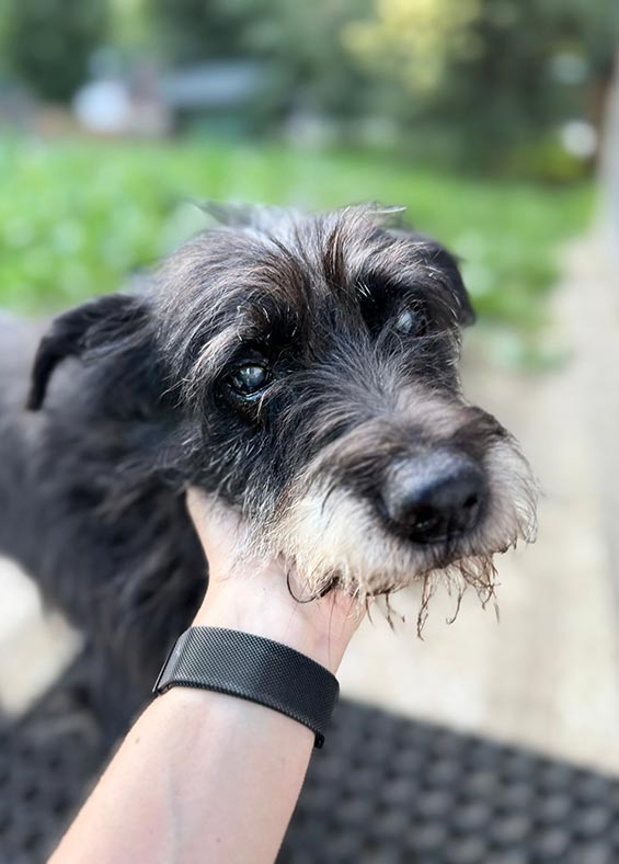 Schronisko dla zwierząt w Głownie