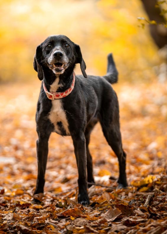 Schronisko dla Zwierząt Płock