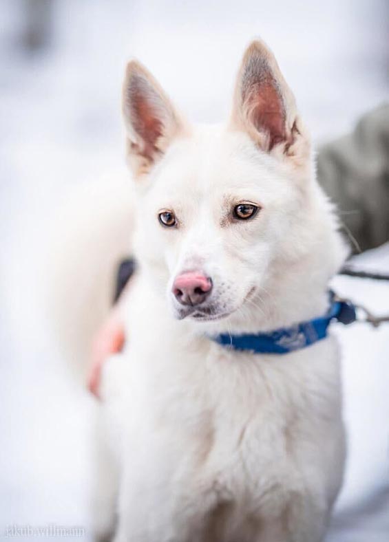 Schronisko dla Bezdomnych Zwierząt w Toruniu